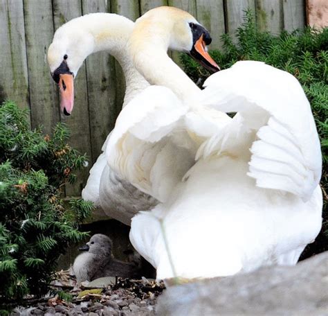 Baby swans to return to village of Manlius Swan Pond